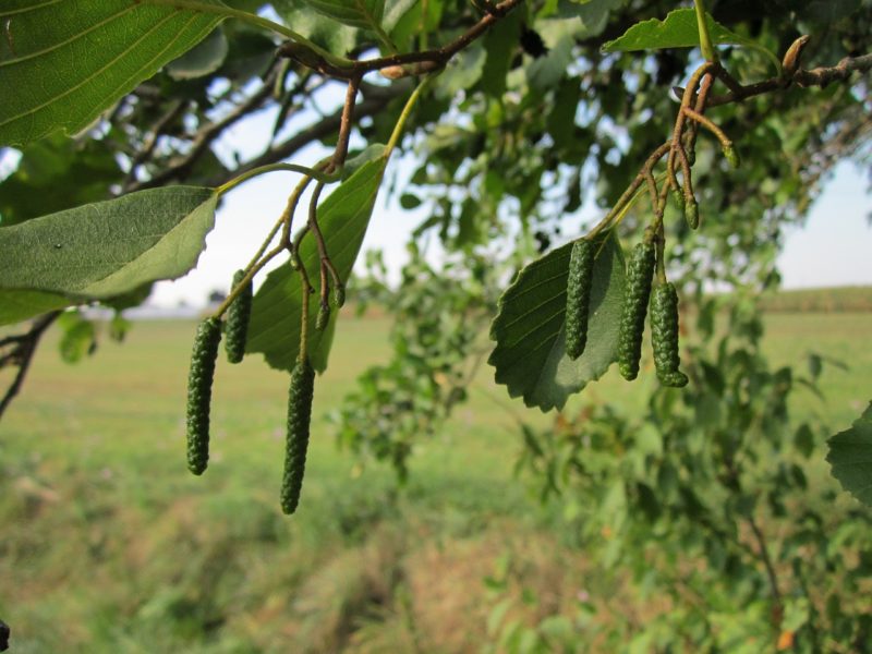 alder-tree-e1489418183196