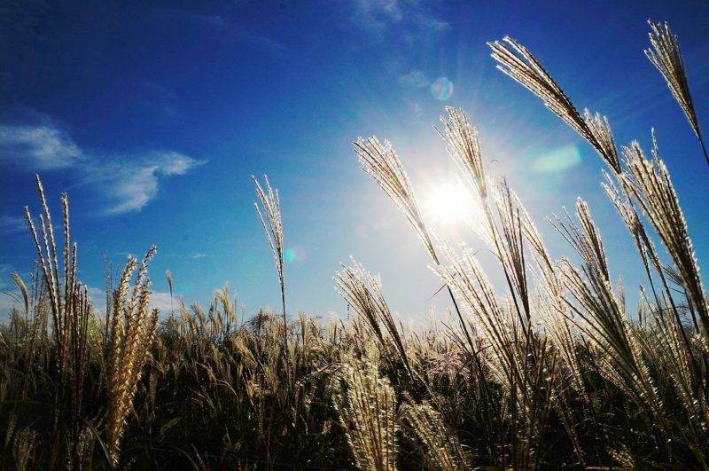 reed-nature-e1489418371224