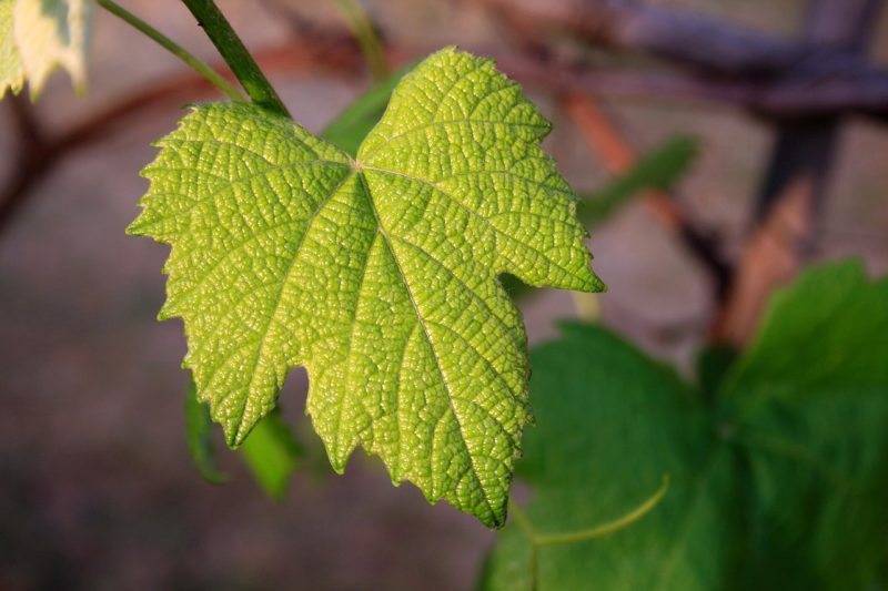 vine-leaf-657693_1280-e1489418319721